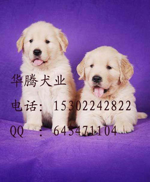 供應(yīng)金毛幼犬價(jià)格廣州金毛犬出售金毛犬好養(yǎng)嗎金毛犬圖片