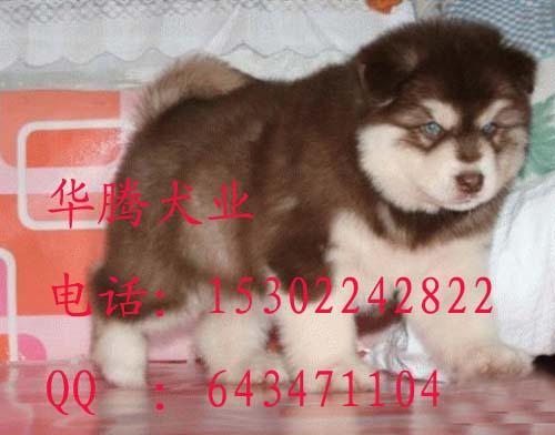 阿拉斯加犬圖片/阿拉斯加犬樣板圖 (2)