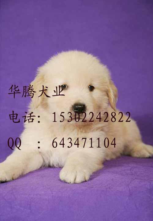 金毛犬價(jià)格圖片