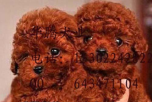 供應(yīng)純種貴賓犬廣州泰迪熊價格 廣州哪里買狗好泰迪熊  華騰犬舍