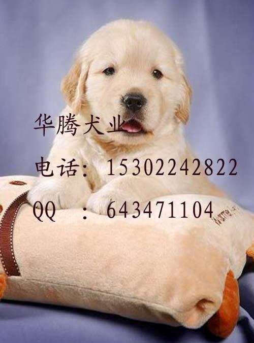 供应金毛幼犬价格广州金毛犬出售金毛犬好养吗金毛犬图片图片