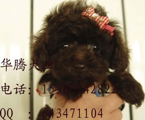 供應(yīng)純種貴賓犬廣州泰迪熊價格 廣州哪里買狗好泰迪熊  華騰犬舍