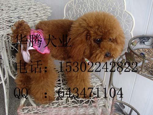 廣州貴賓犬圖片/廣州貴賓犬樣板圖 (4)