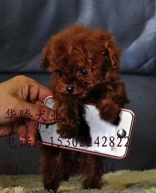 廣州貴賓犬圖片/廣州貴賓犬樣板圖 (3)