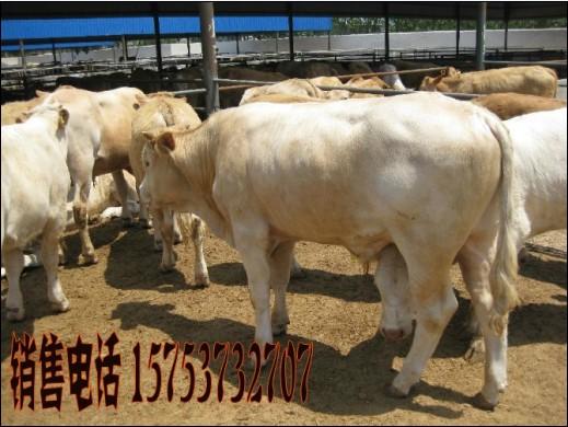 供應(yīng)夏洛萊牛*價(jià)格