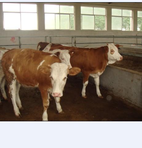 供應(yīng)山東魯西黃牛