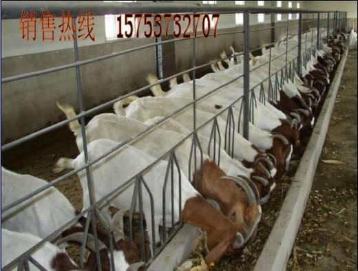 供應(yīng)夏洛萊牛*價(jià)格