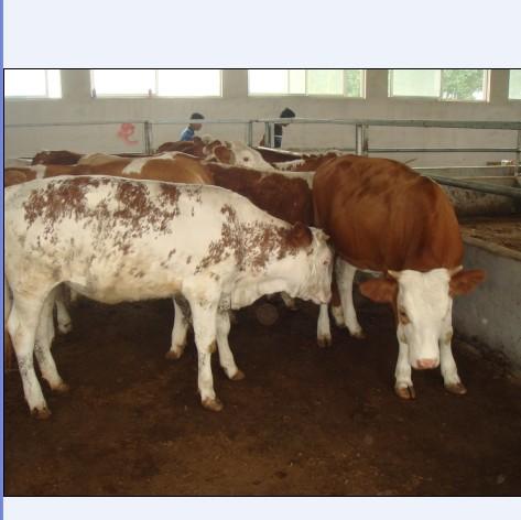 供應(yīng)山東魯西黃牛