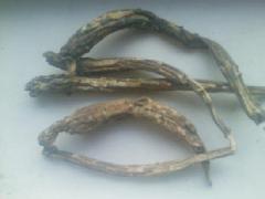 供應(yīng)獨(dú)定子種植基地 云南獨(dú)定子