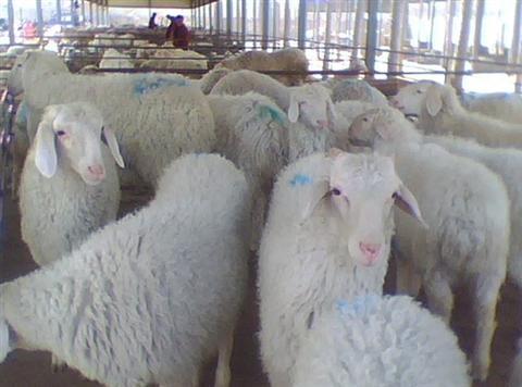 供應(yīng)周村小尾寒羊價格多少錢一只