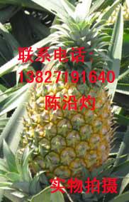 菠蘿產地
