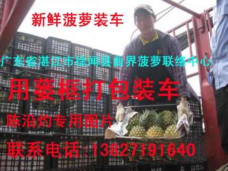 供應(yīng)廣東新鮮菠蘿