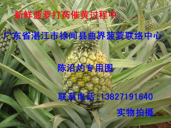 菠蘿產地