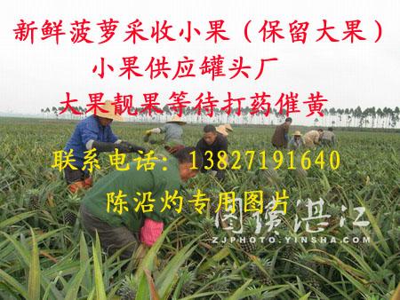 供應(yīng)菠蘿批發(fā)