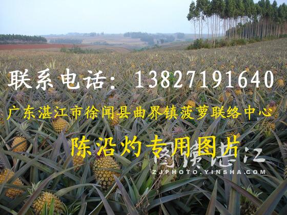 供應(yīng)廣東新鮮菠蘿