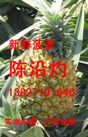 供應(yīng)廣東新鮮菠蘿