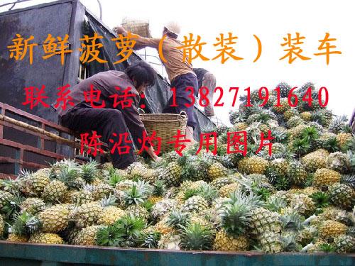 供應(yīng)廣東新鮮菠蘿