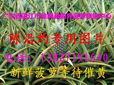供應(yīng)菠蘿批發(fā)