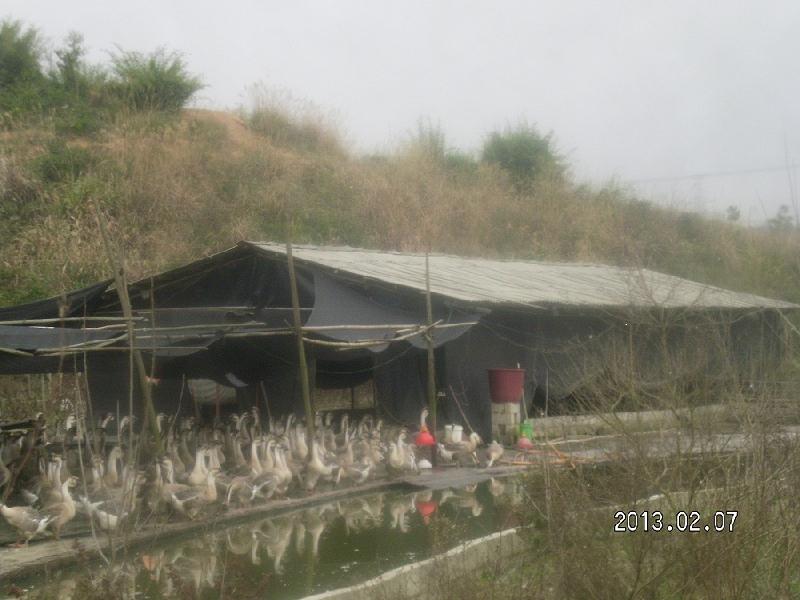 供应大白沙鹅苗，大白沙鹅苗养殖厂，大白沙鹅苗