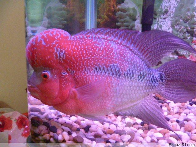 供應(yīng)養(yǎng)魚篇清洗辦公室魚缸*魚缸消毒調(diào)好水質(zhì)