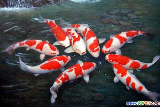 供應(yīng)廣州哪里有清洗魚缸廣州哪里有魚病看治哪里有養(yǎng)魚篇
