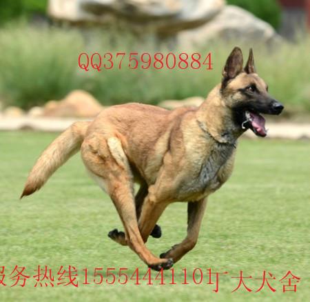 供应山东省马犬价格马犬多少钱一只