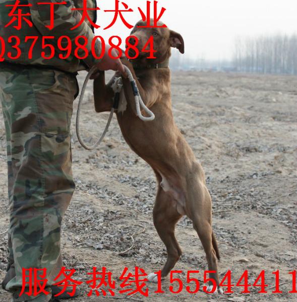 供应比特犬最大养殖基地