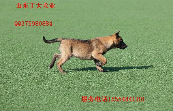 供应马犬幼犬价格