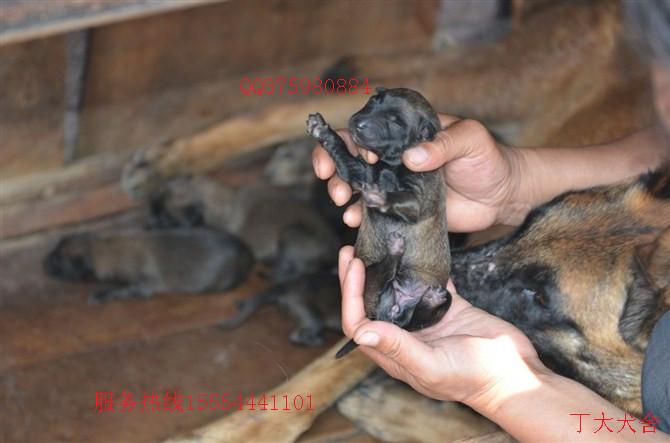 马犬价格马犬多少钱马犬血统马犬图片