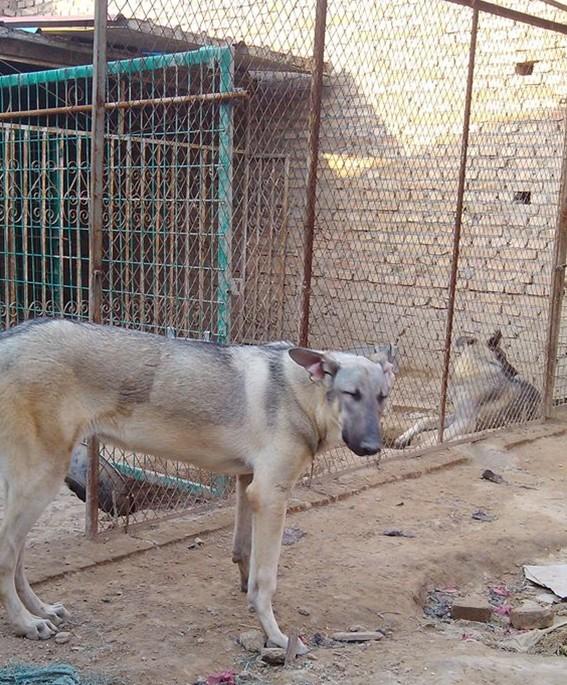 狼青犬价格狼青犬血统狼青犬多少钱图片