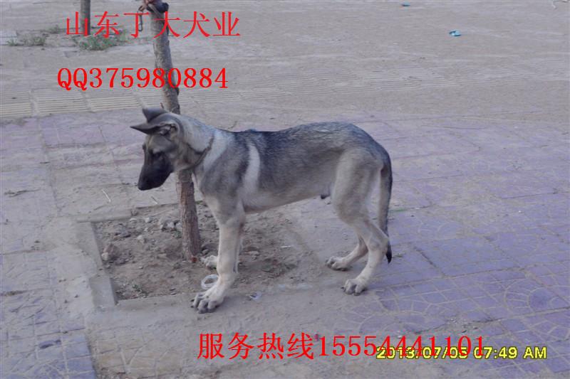 宁夏狼青犬价格狼青犬多少钱一只图片