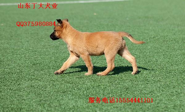 供应四川马犬幼犬成犬养殖以及训练基地