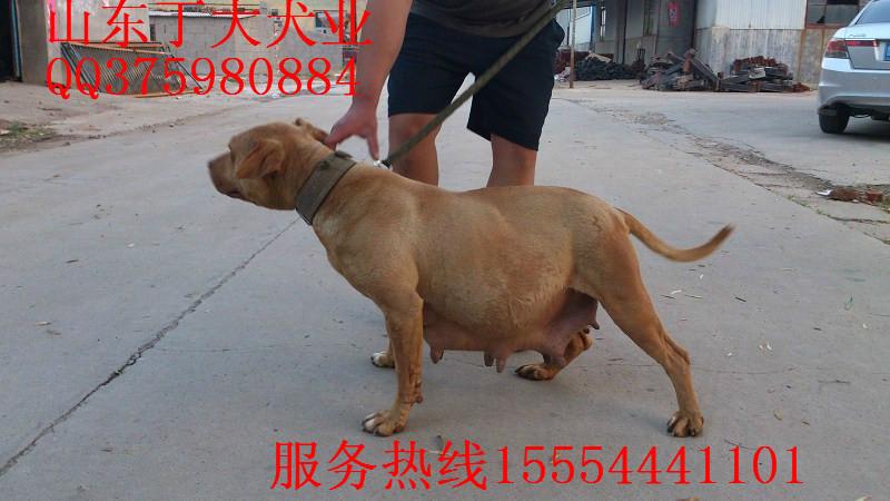 比特犬价格比特犬图片比特犬视频图片