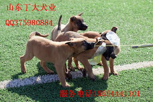 济宁市黑龙江马犬幼犬专业养殖厂家