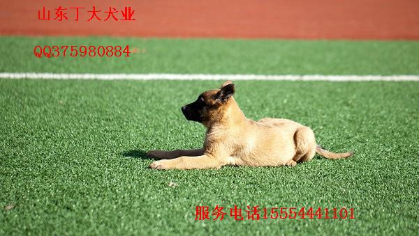 广东马犬幼犬成犬养殖以及训练基地图片