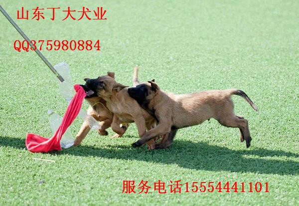 供应中哪里有卖马犬的幼崽马犬多少钱