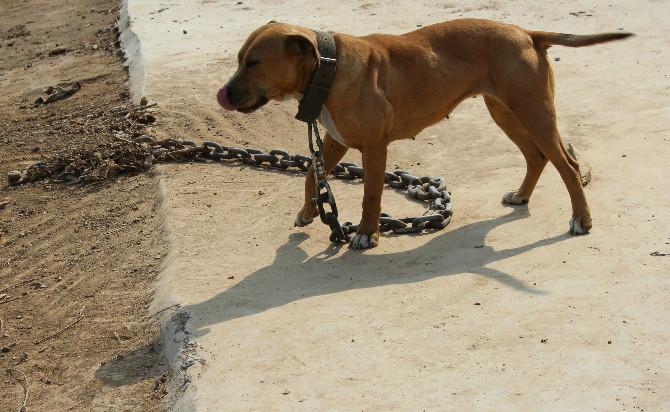 供应浙江比特幼犬养殖基地首选丁大犬业