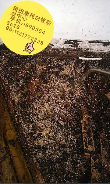 供應(yīng)莆田白蟻*指定滅治中心