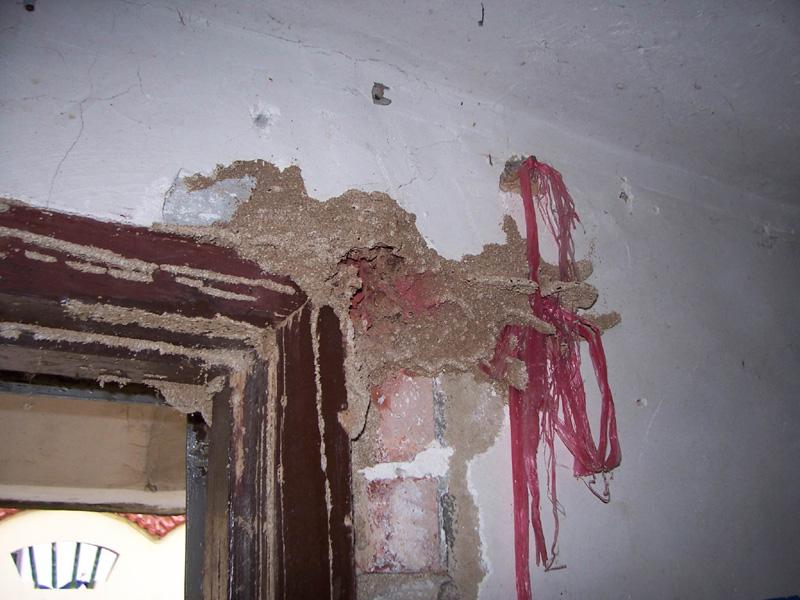 供應莆田的白蟻-危害莆田的白蟻