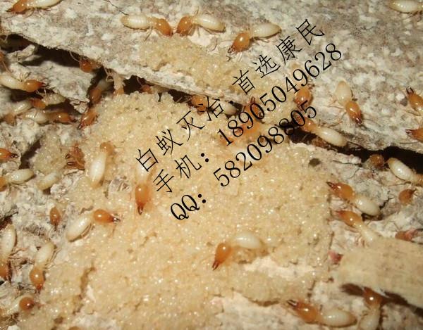 白蟻防治圖片/白蟻防治樣板圖 (2)