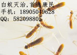 供應(yīng)莆田仙游縣白蟻防治中心