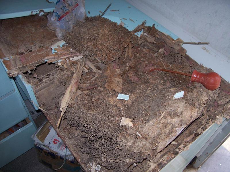 莆田的白蟻-危害莆田的白蟻圖片