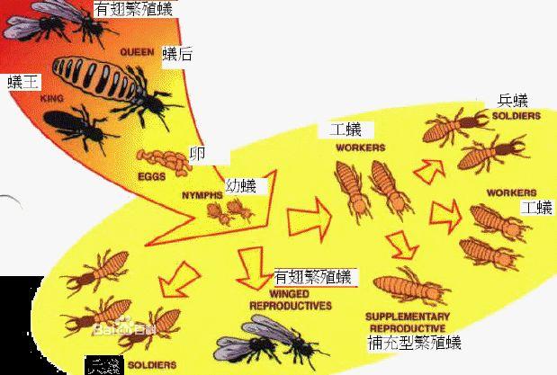 供應(yīng)莆田白蟻-莆田哪里有白蟻防治中心