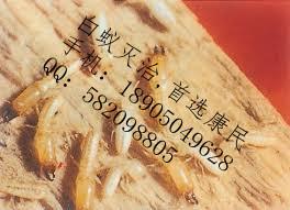 供應莆田白蟻防治哪里有-莆田白蟻