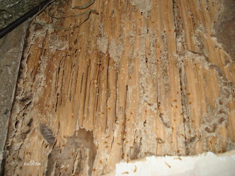 供應莆田的白蟻-危害莆田的白蟻