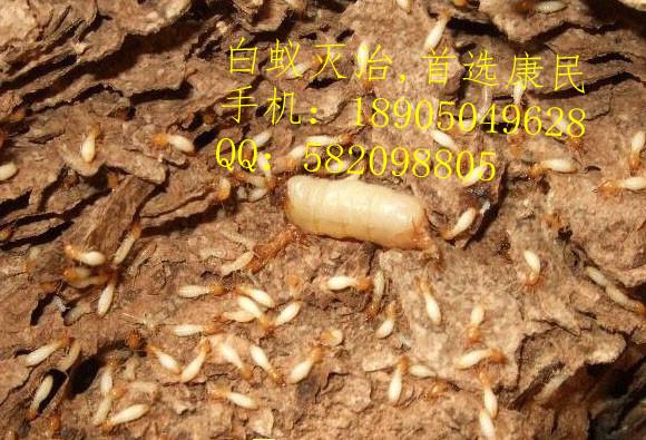 白蟻防治圖片/白蟻防治樣板圖 (3)