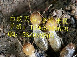 供應(yīng)如何判斷莆田白蟻危害與預(yù)防白蟻