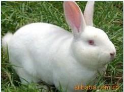 湖南養(yǎng)兔場