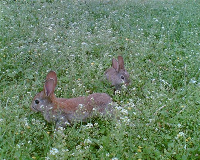 供應(yīng)湖南野兔種兔養(yǎng)殖場(chǎng)種苗技術(shù)培訓(xùn)基地