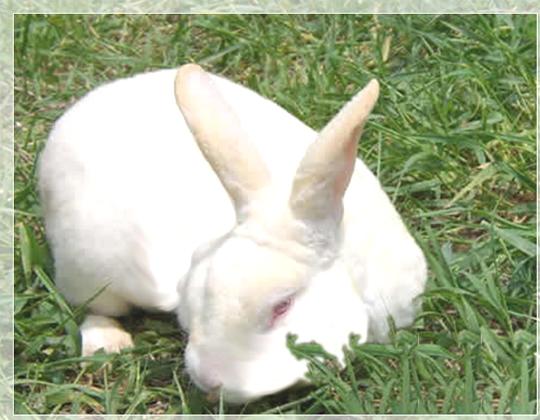 供應(yīng)湖南獺兔種兔養(yǎng)殖技術(shù)培訓(xùn)